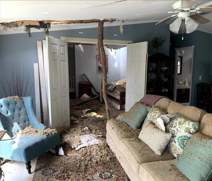 tree coming through the ceiling of a home